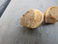 Tuber maculatum