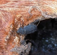 Thanatophilus capensis