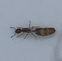 Formicoidea