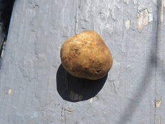 Tuber maculatum
