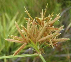 Cyperus sphaerospermus