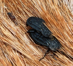 Thanatophilus capensis