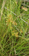 Cyperus sphaerospermus