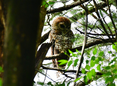 Strix occidentalis lucida