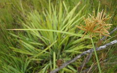 Cyperus sphaerospermus