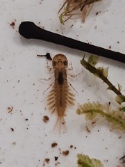 Ameletopsis perscitus