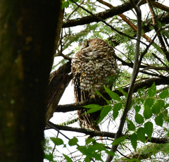 Strix occidentalis lucida