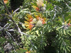 Leucospermum erubescens