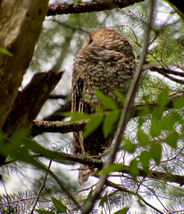 Strix occidentalis lucida