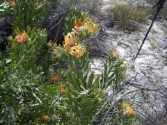 Leucospermum erubescens