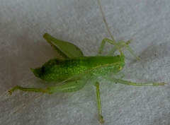 Tettigoniidae