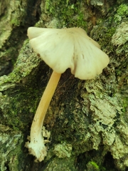 Entoloma cuspidiferum