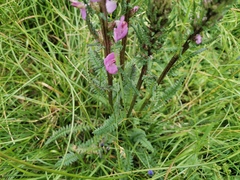 Pedicularis mexicana
