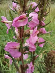 Pedicularis mexicana