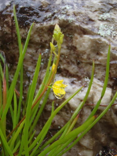 Bulbine audreyae