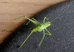 Phaneroptera