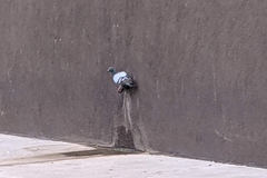 Columba livia domestica