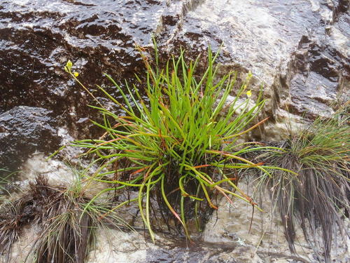Bulbine audreyae