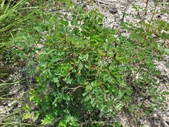Erythrostemon phyllanthoides