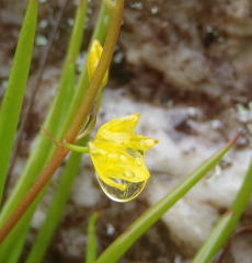 Bulbine audreyae