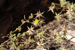 Berkheya onobromoides carlinoides