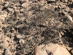 Mesembryanthemum tomentosum