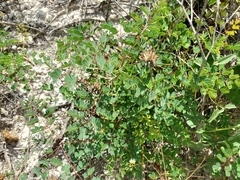 Erythrostemon phyllanthoides