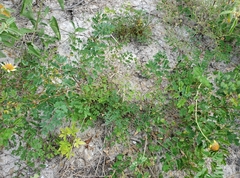Erythrostemon phyllanthoides