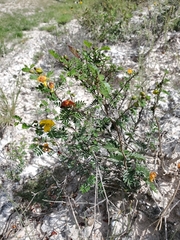 Chamaecrista greggii