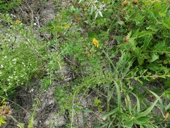 Chamaecrista greggii