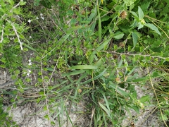 Chamaecrista greggii