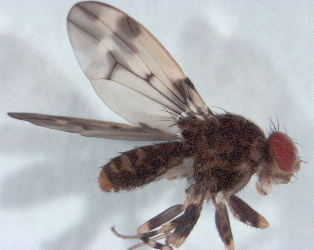 Scaptodrosophila