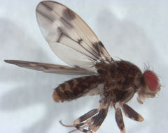 Scaptodrosophila