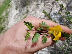 Chamaecrista greggii