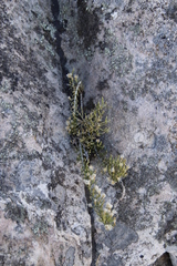 Dolichothrix ericoides