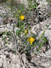 Chamaecrista greggii