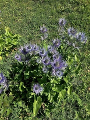 Eryngium alpinum