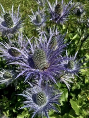 Eryngium alpinum