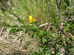 Chamaecrista greggii