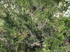 Chamaecrista greggii