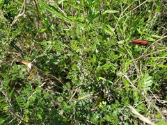 Chamaecrista greggii