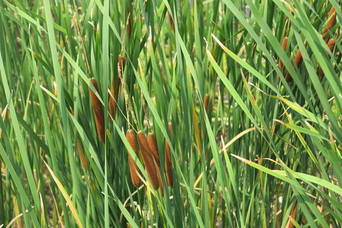 photo of Narrow-leaved Cattail (Typha angustifolia)