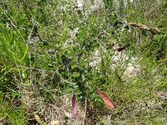 Chamaecrista greggii