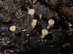 Hymenoscyphus imberbis