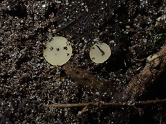 Hymenoscyphus imberbis