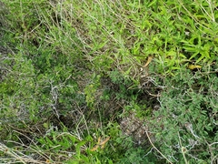 Chamaecrista greggii