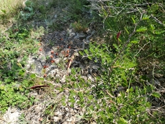 Chamaecrista greggii