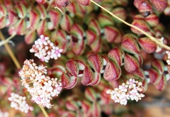 Crassula rupestris rupestris