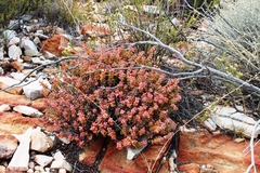 Crassula rupestris rupestris