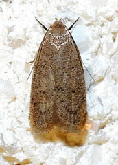 Inga obscuromaculella